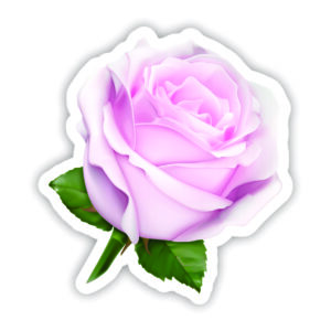 Pink Rose