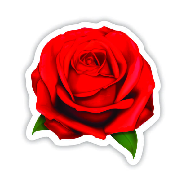 Red Rose1